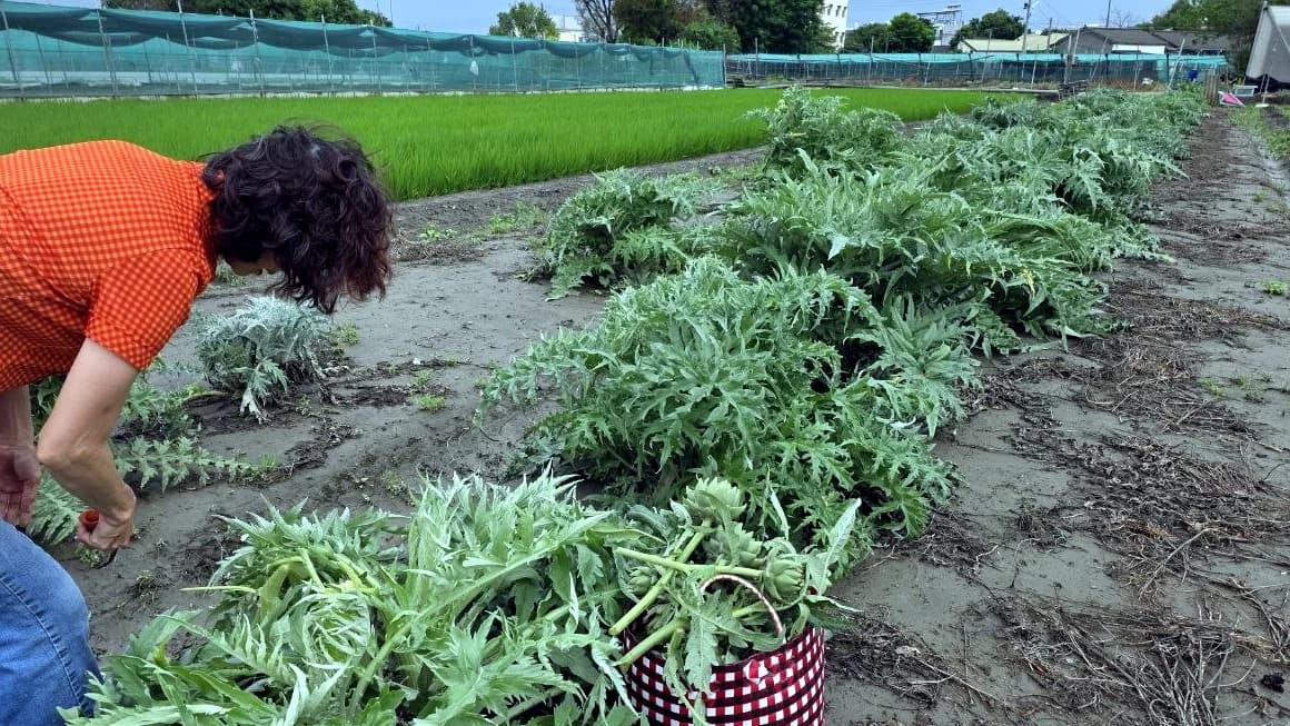 苞葉朝鮮薊茶飲品牌素材